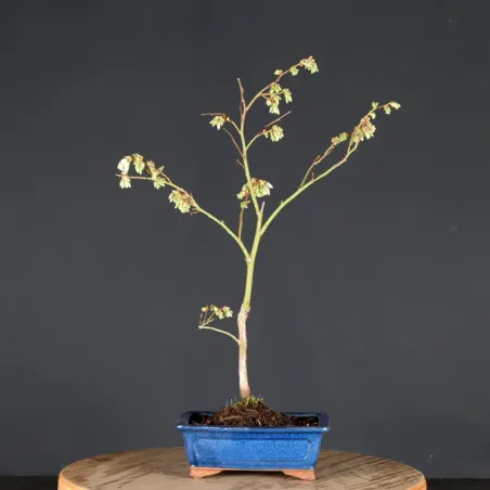 Blueberry "VACCINIUM CORYMBOSUM HARDY BLUE" 1-1