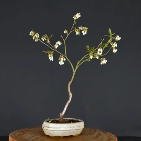 Blueberry "VACCINIUM CORYMBOSUM HARDY BLUE" 1-2