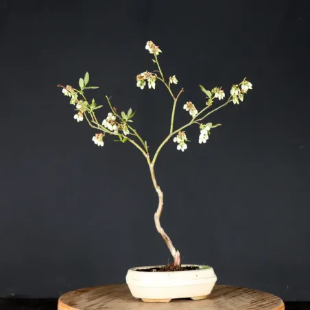 image supplémentaire - Blueberry "VACCINIUM...