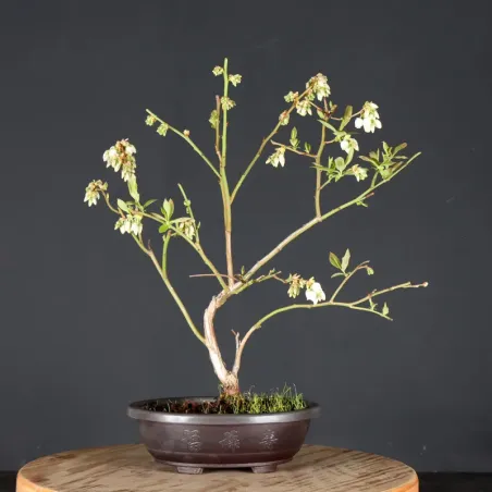 Myrtillier "VACCINIUM CORYMBOSUM HARDY BLUE" 1-3