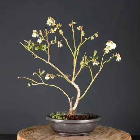 image supplémentaire - Myrtillier "VACCINIUM...