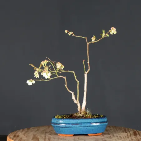 Blueberry "VACCINIUM CORYMBOSUM HARDY BLUE" 1-4