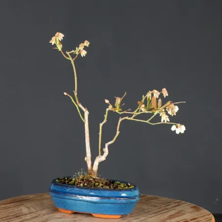 image supplémentaire - Blueberry "VACCINIUM...