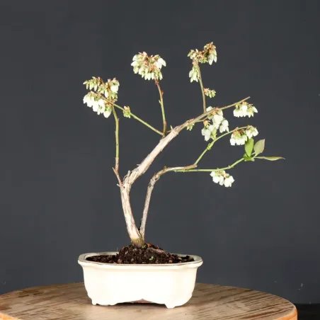 Blueberry "VACCINIUM CORYMBOSUM HARDY BLUE" 1-5