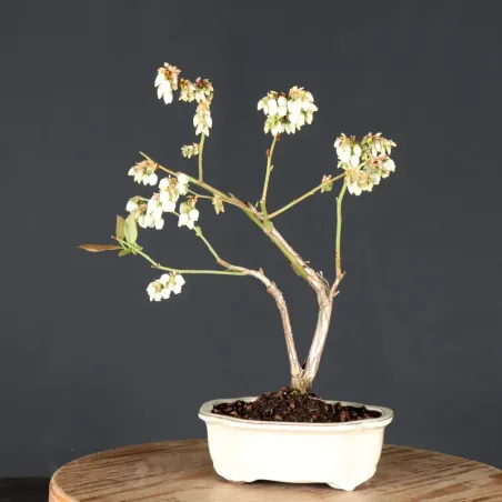 image supplémentaire - Myrtillier "VACCINIUM...