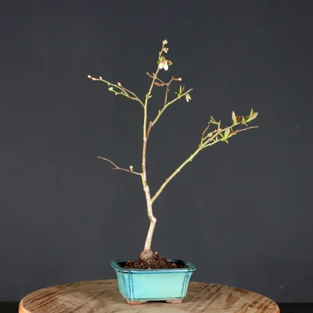 Blueberry "VACCINIUM CORYMBOSUM HARDY BLUE" 1-6