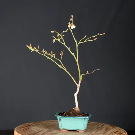 image supplémentaire - Blueberry "VACCINIUM...