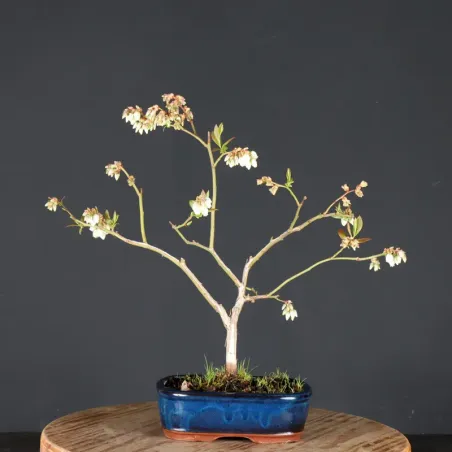 Blueberry "VACCINIUM CORYMBOSUM HARDY BLUE" 1-7