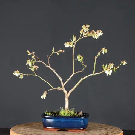 image supplémentaire - Myrtillier "VACCINIUM...