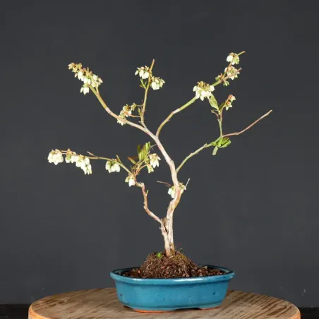 Blueberry "VACCINIUM CORYMBOSUM HARDY BLUE" 1-8