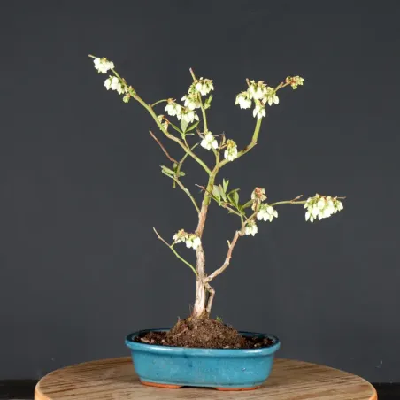 image supplémentaire - Myrtillier "VACCINIUM...