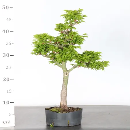 image supplémentaire - Érable "ACER SHISHIGASHIRA"...