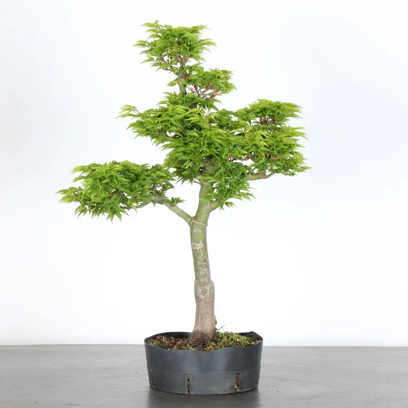 Bonsai Erable Palmatum Shishigashira AS-1-2