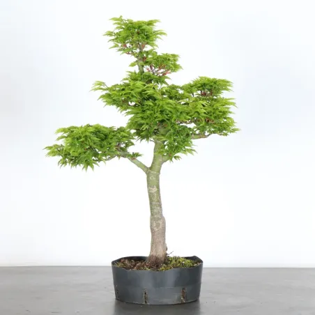 Palmatum Shishigashira Maple Bonsai AS-1-2