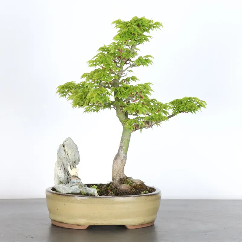Bonsai Erable Palmatum Shishigashira AS-1-3