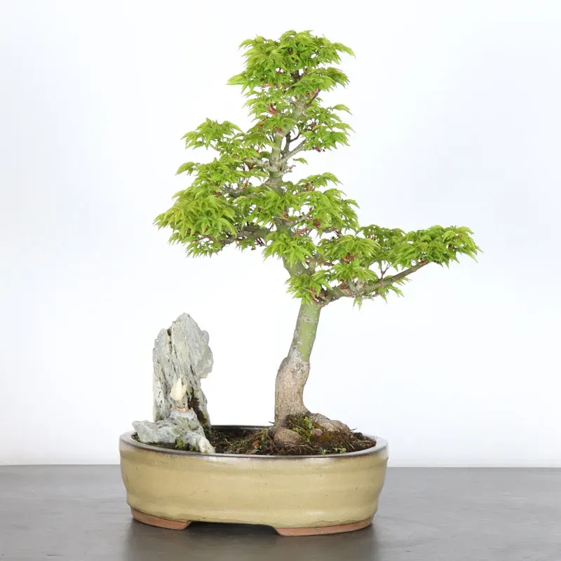 image supplémentaire - ACER SHISHIGASHIRA BONSAI 1-3