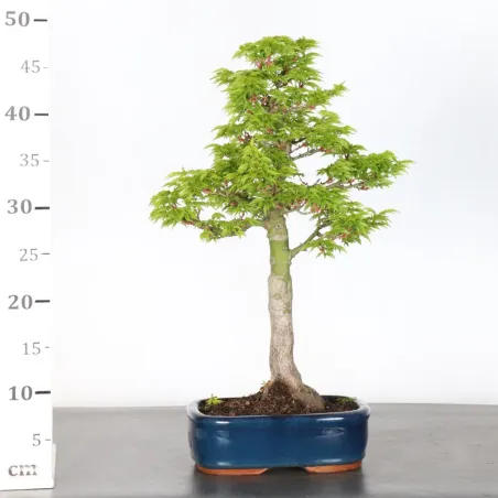 image supplémentaire - ACER SHISHIGASHIRA BONSAI 1-4