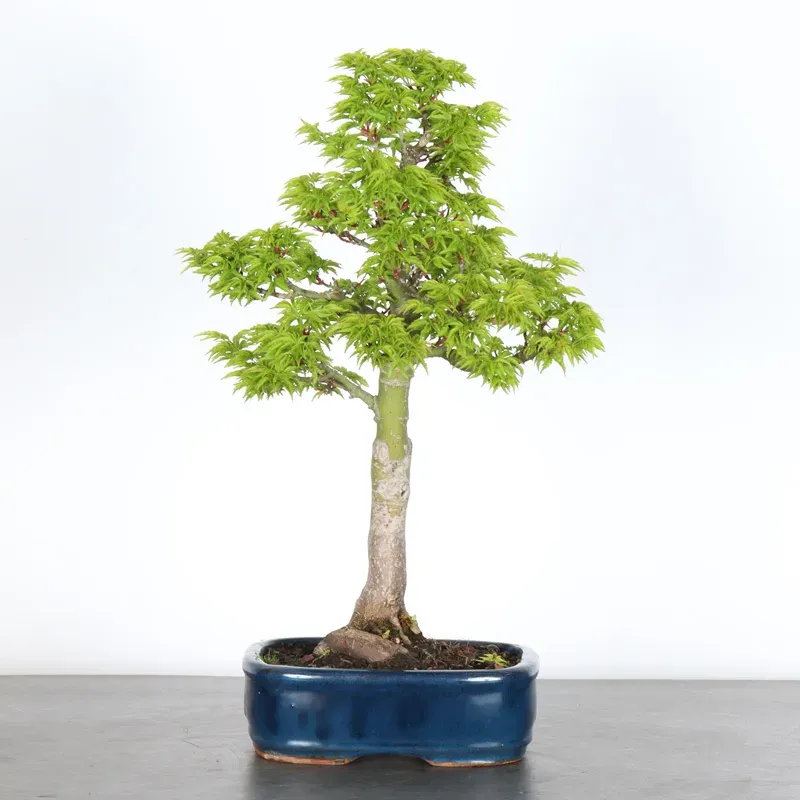Bonsai Erable Palmatum Shishigashira AS-1-4