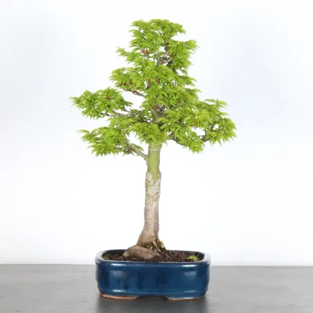 Palmatum Shishigashira Maple Bonsai AS-1-4