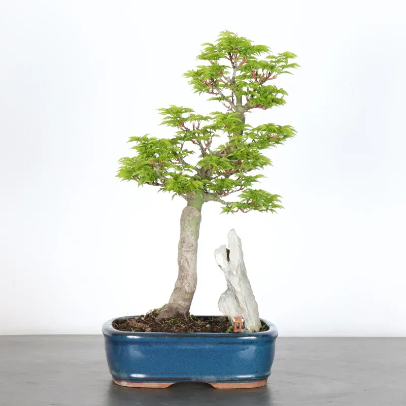 Palmatum Shishigashira Maple Bonsai AS-1-5