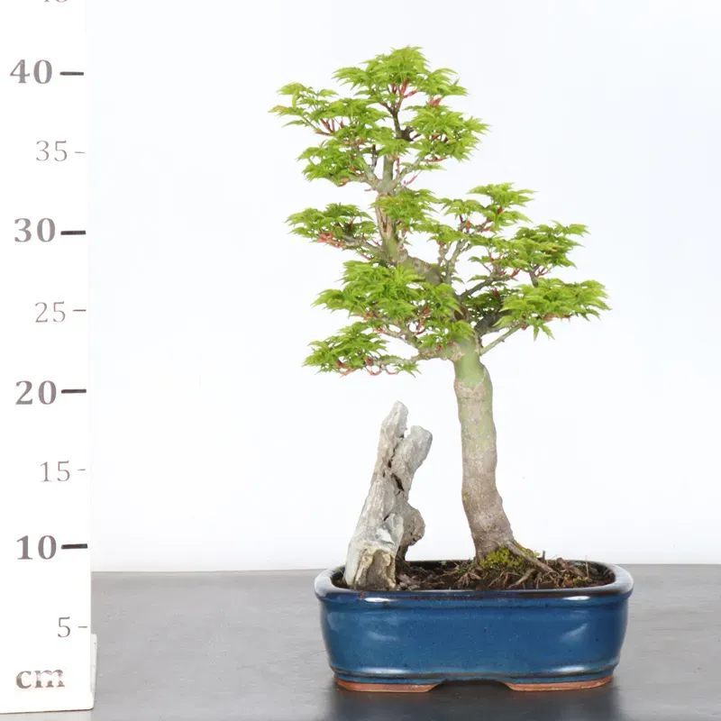 image supplémentaire - Érable du japon "ACER...