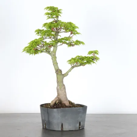 image supplémentaire - ACER SHISHIGASHIRA BONSAI 1-6