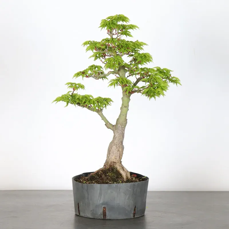 Érable "ACER SHISHIGASHIRA" 1-6