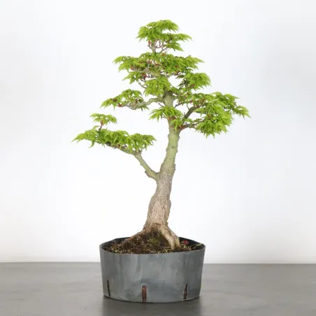 Érable "ACER SHISHIGASHIRA" 1-6