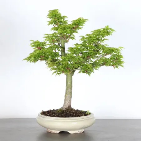 Érable "ACER SHISHIGASHIRA" 1-10