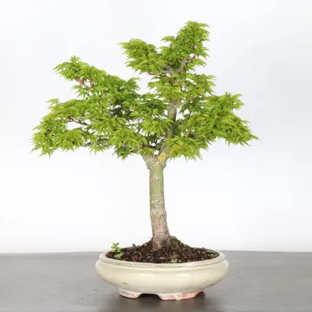 image supplémentaire - ACER SHISHIGASHIRA BONSAI 1-10