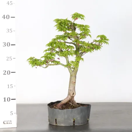 image supplémentaire - Érable "ACER SHISHIGASHIRA"...