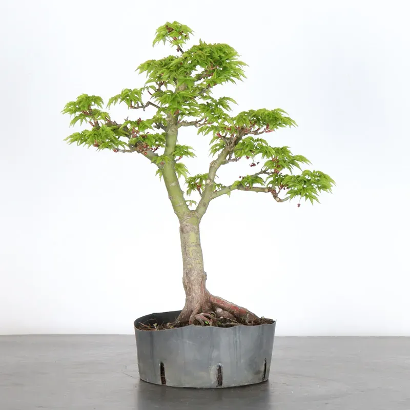 Érable "ACER SHISHIGASHIRA" 1-11