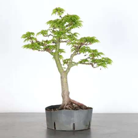 Érable "ACER SHISHIGASHIRA" 1-11
