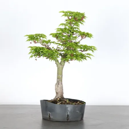 ACER SHISHIGASHIRA BONSAI 1-12