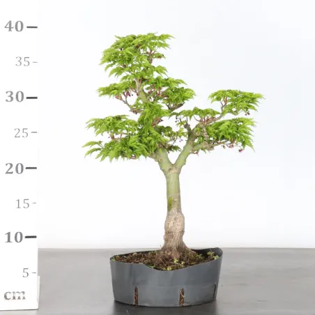 image supplémentaire - ACER SHISHIGASHIRA BONSAI 1-12