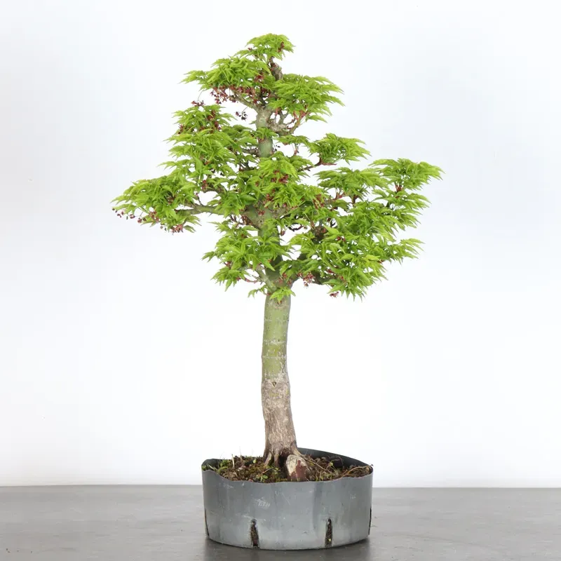 Érable "ACER SHISHIGASHIRA" 1-15