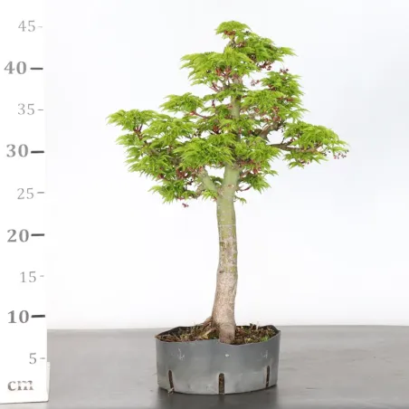 image supplémentaire - Acer shishigashira bonsai 1-15