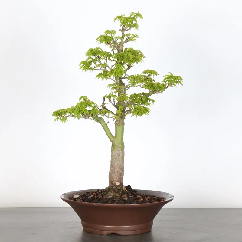 BONSAI ACER SHISHIGASHIRA 1-16