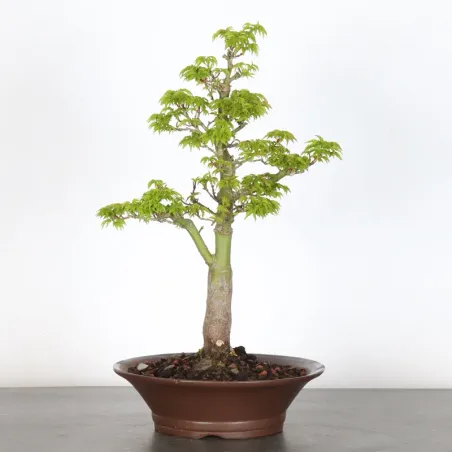 BONSAI ACER SHISHIGASHIRA 1-16