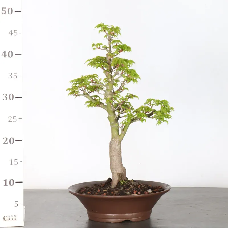 image supplémentaire - BONSAI ACER SHISHIGASHIRA 1-16