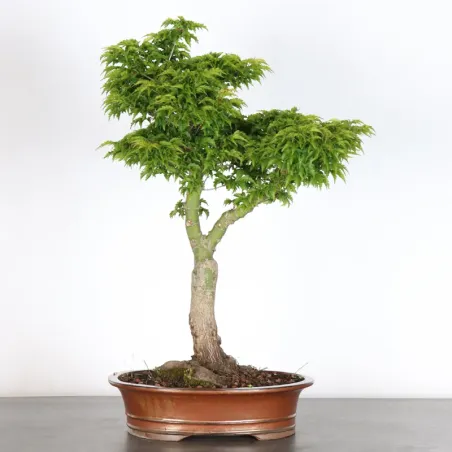 Palmatum Shishigashira Maple Bonsai AS-2-1
