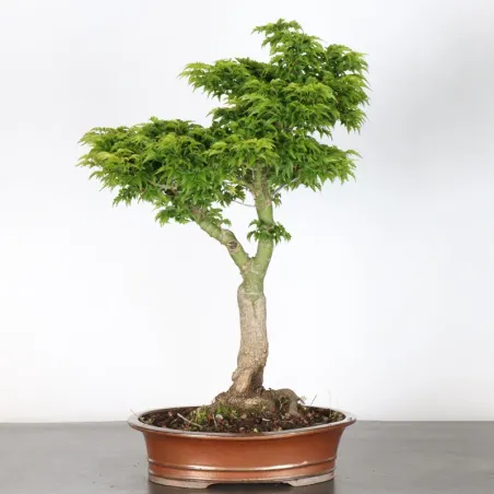 image supplémentaire - BONSAI JAPANESE MAPLE "ACER...