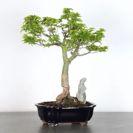 Palmatum Shishigashira Maple Bonsai AS-2-3