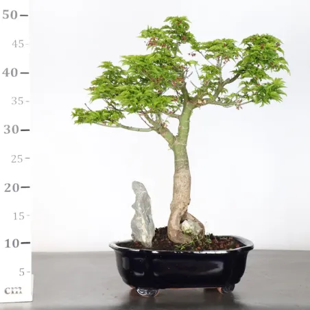 image supplémentaire - ERABLE DU JAPON "ACER...