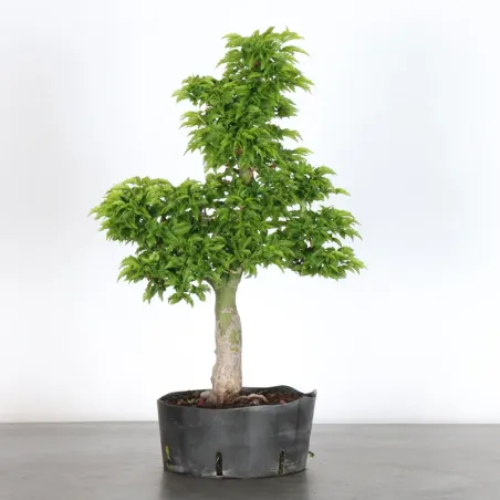 Palmatum Shishigashira Maple Bonsai AS-2-5