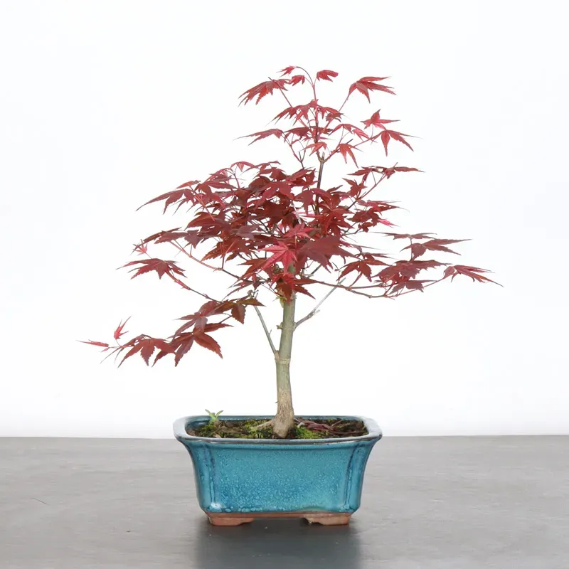 ÉRABLE ROUGE DU JAPON "ACER DESHOJO" 1-12