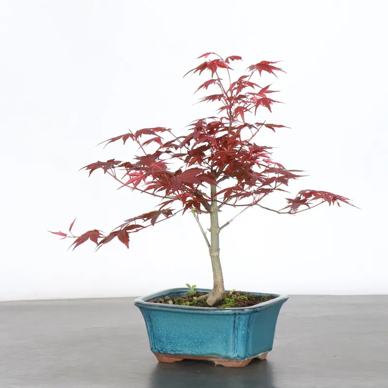 image supplémentaire - ÉRABLE ROUGE DU JAPON "ACER...