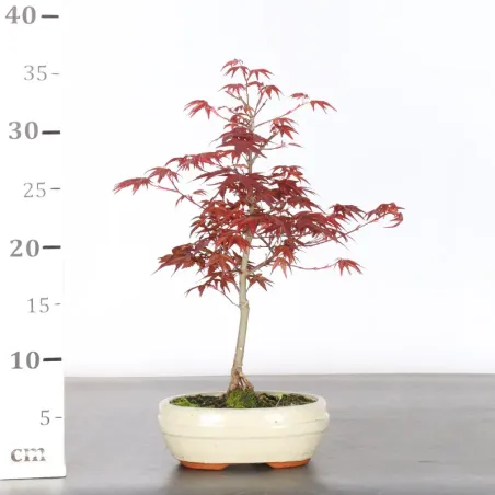 image supplémentaire - ÉRABLE ROUGE DU JAPON "ACER...