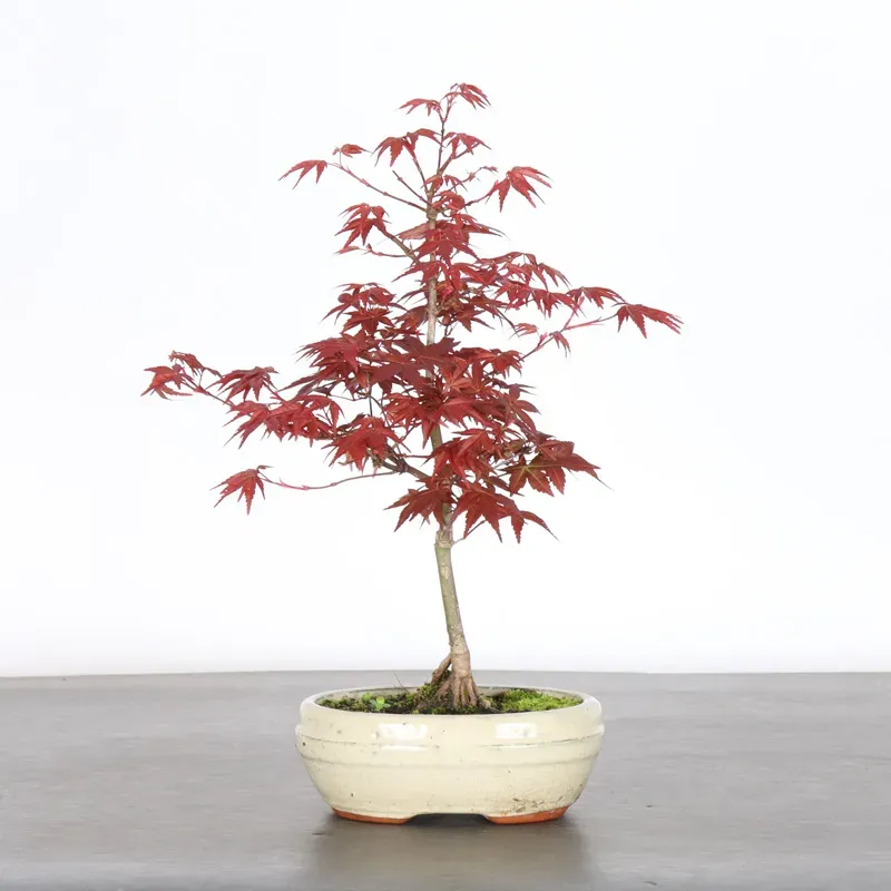 Bonsai Acer Deshojo AD-1-2