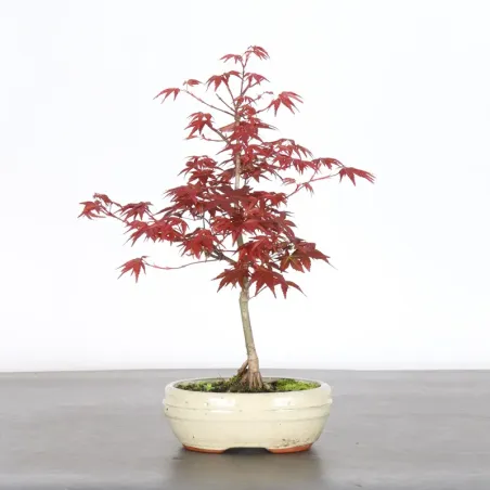 Bonsai Acer Deshojo AD-1-2